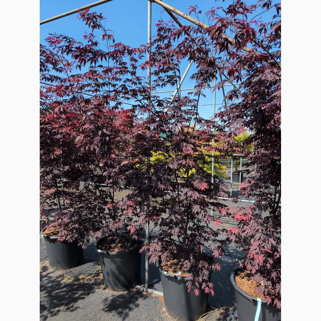 Japansk lönn – Acer pal. 'Burgundy Lace' - C70 150-175 CM